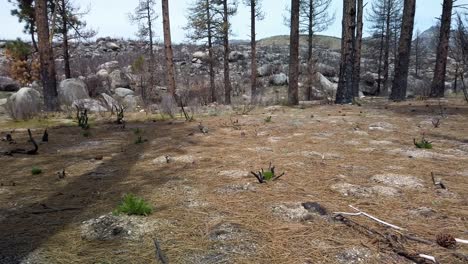 Panning-right-shot-of-a-field-burned-by-wild-fire-several-years-prior-and-slowly-recovering-near-Idyllwild,-California