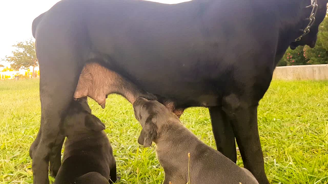 los bebés de la raza italiana de la caña de corso están bebiendo leche de su madre.