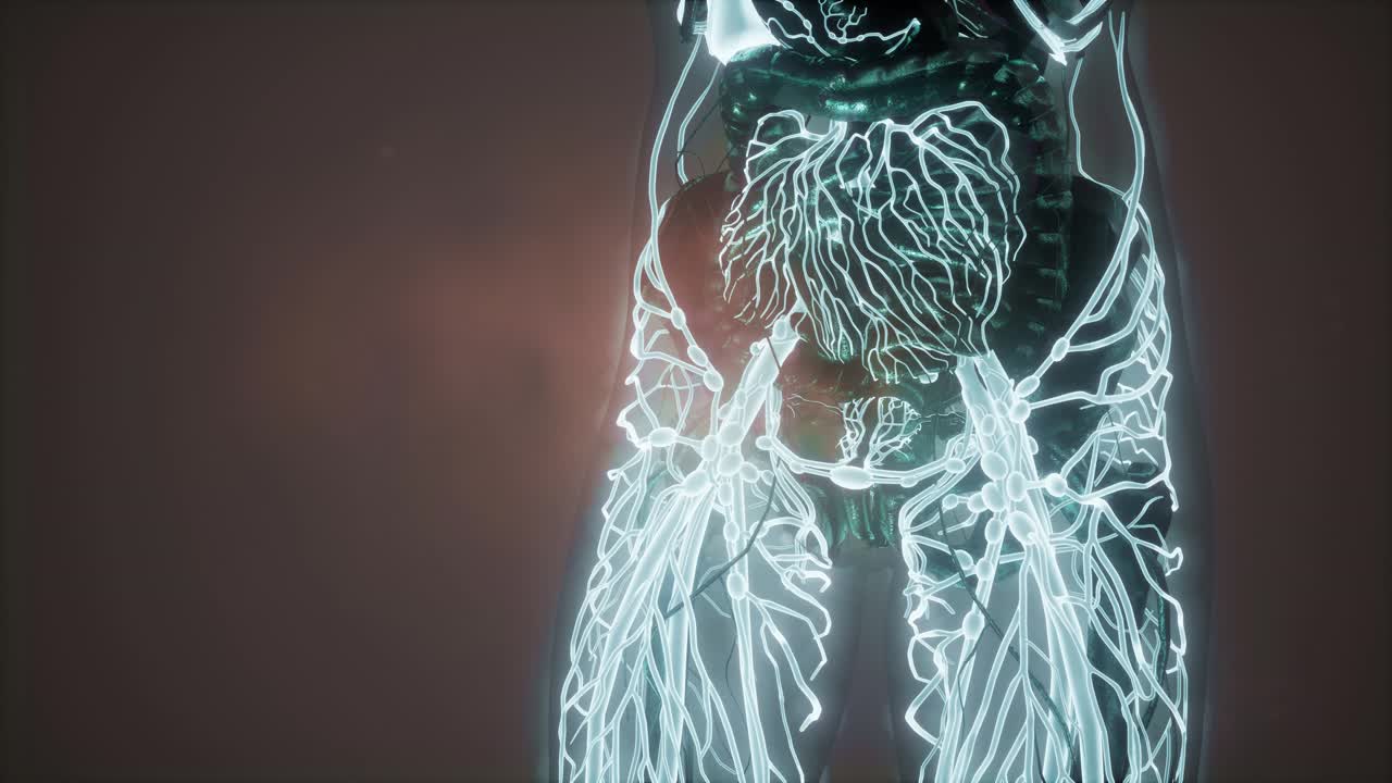 cuerpo humano con vasos sanguíneos brillantes