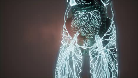 human body with glow blood vessels