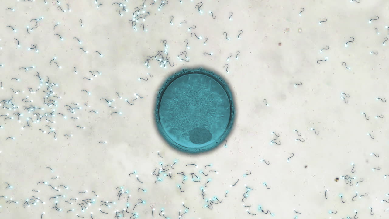 Animation of simulated microscope footage of sperm swimming towards egg