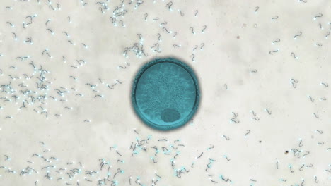 animation of simulated microscope footage of sperm swimming towards egg