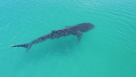 Tiburón-Ballena-Nadando-Lentamente-En-La-Superficie-Del-Agua