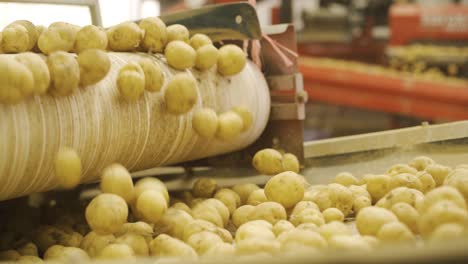 la cosecha de patatas. las patatas avanzan en la banda de cribado.