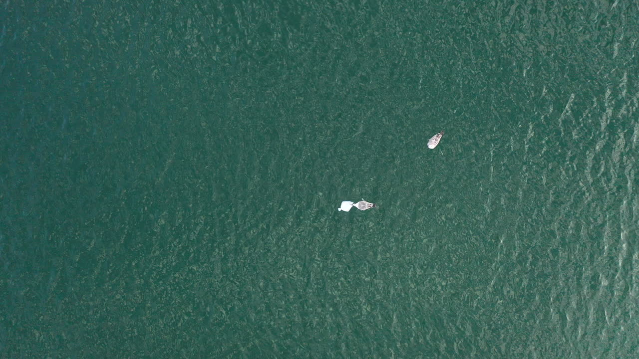 공중: 다른 새들이 차례를 기다리는 동안 죽은 가자미를 먹고 있는 갈매기