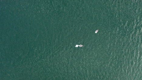 AERIAL:-Seagull-Eating-Dead-Plaice-while-another-Birds-is-Waiting-for-it's-Turn