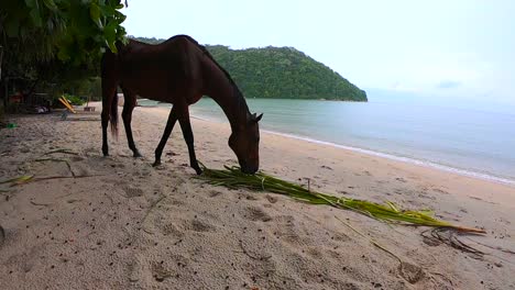 tourist capturing brown horse eating at the beach on a rainy and cloudy day in penang, malaysia, monkey beach