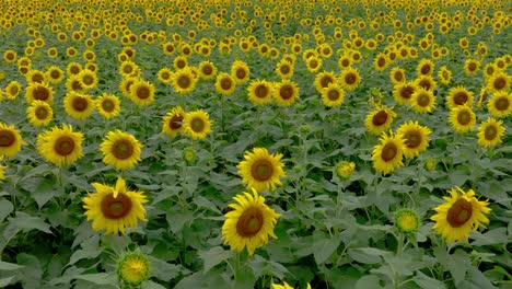 yellow sunflowers: nature, background, scenery in 4k