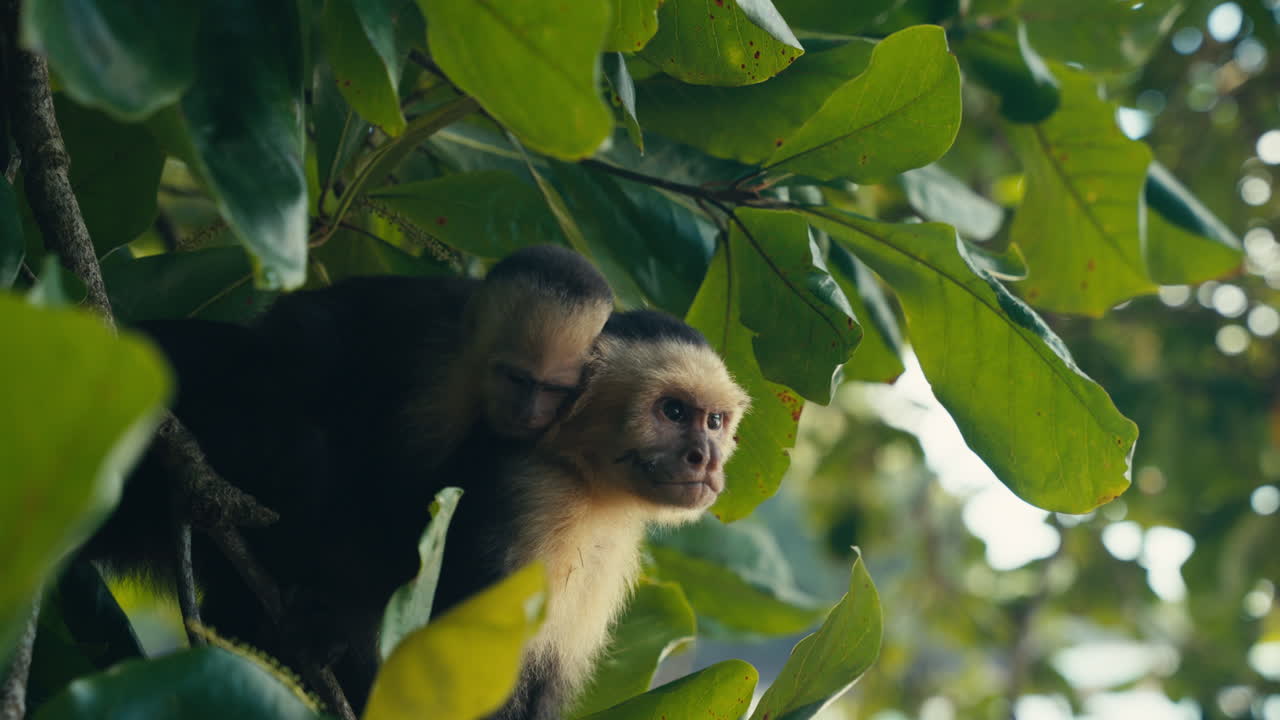 Capuchin monkeys in a tree