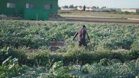 Farmer working in an artichoke field