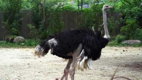 shedded feathers adult male common ostrich, struthio camelus, walking slowly around the environment and low level curl-up its long neck during moulting season, handheld motion close up shot