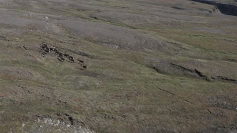 Aerial-showing-herd-of-reindeer-running-through-open-tundra-in-Iceland