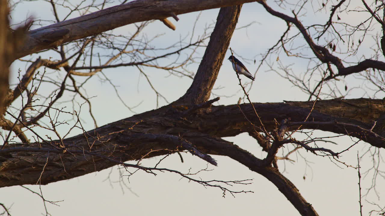 Slow-mo magic: purple martins pirouette across a spring morning sky.