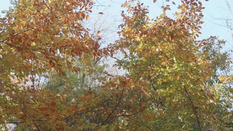 Bäume-Entlang-Des-Wissahickon-Creek-Im-Herbst