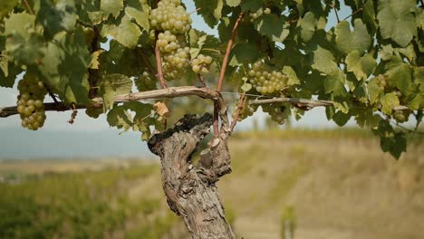 orbit shot of attractive white grapes tree planted in vineyard