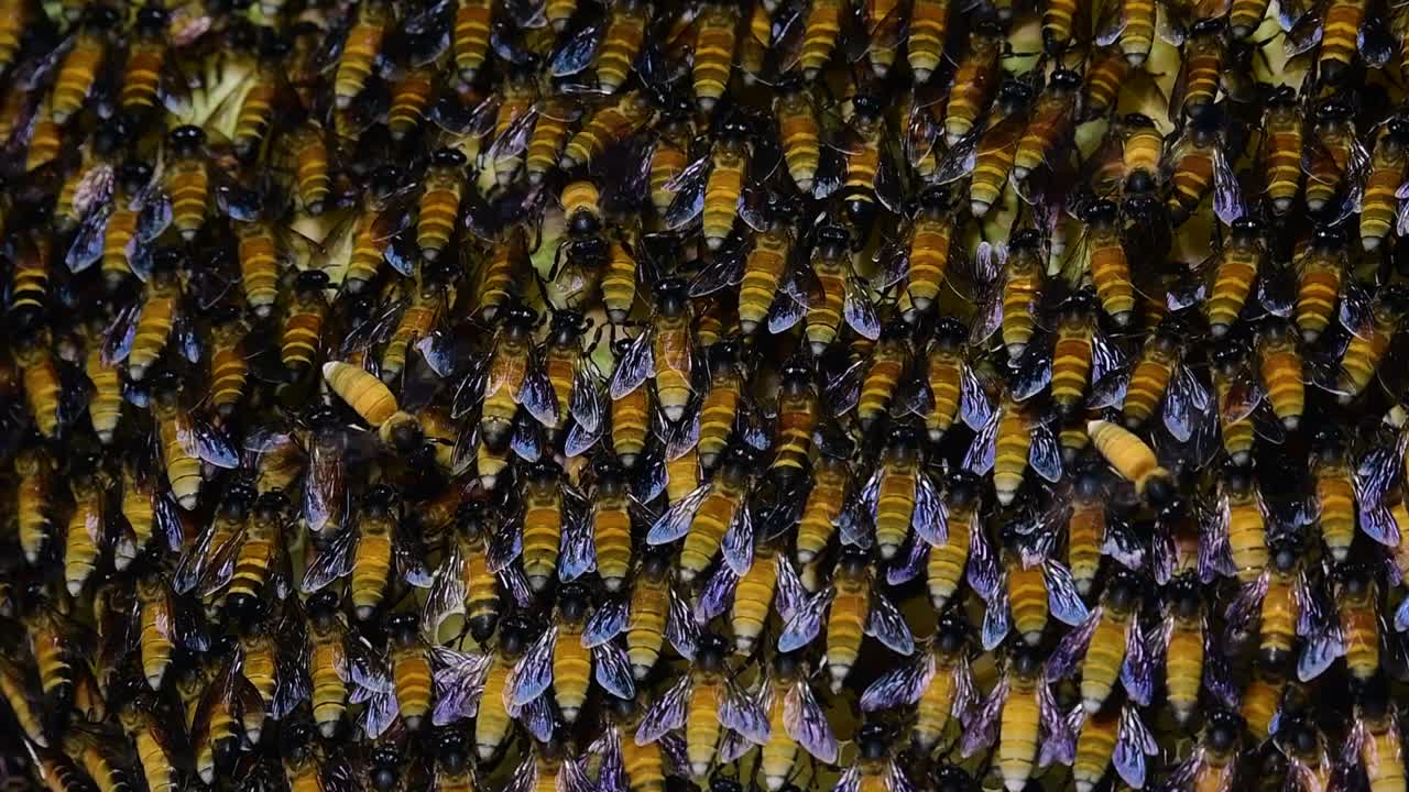 se sabe que las abejas melíferas gigantes construyen grandes colonias de nidos con bolsillos simétricos hechos de cera para almacenar miel como fuente de alimento.