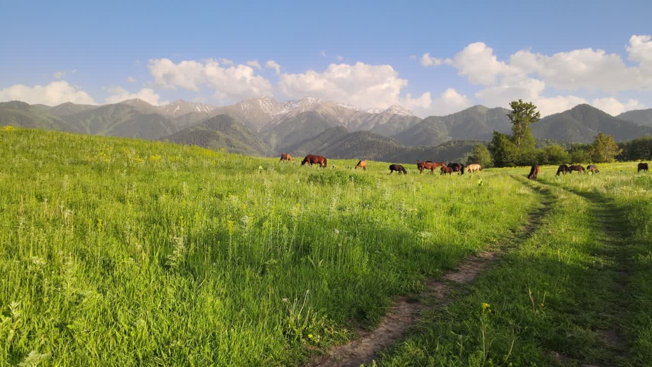 caballos en un campo verde en un fondo de montaña nevada