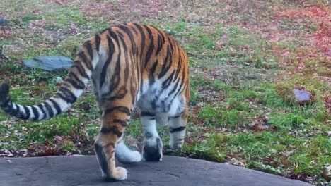 美麗的老虎在明尼蘇達動物園