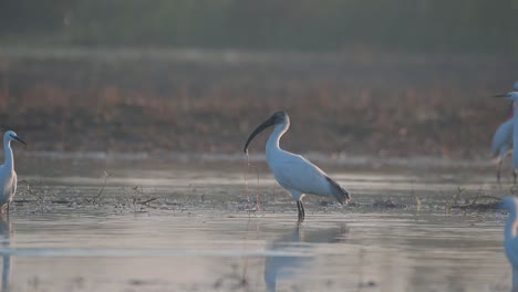 black headed ibis fishing in wetland in morning