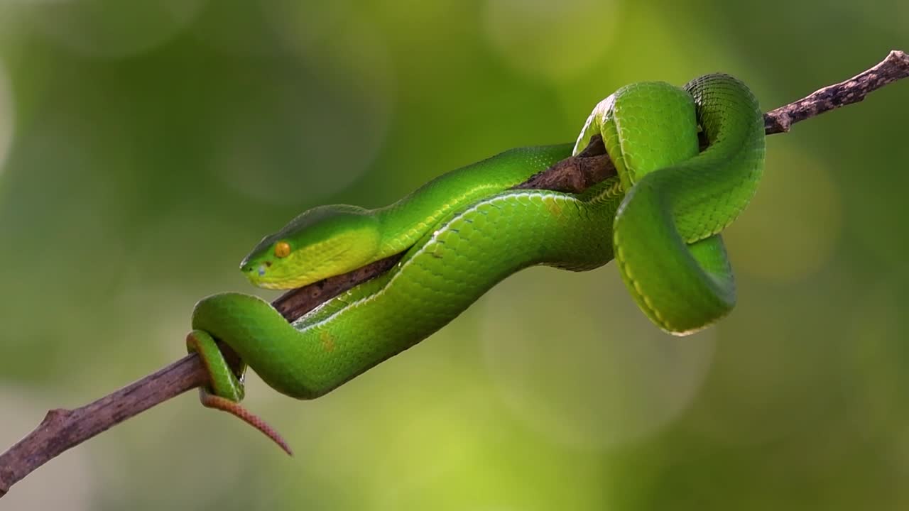 la víbora de labios blancos es una víbora venenosa endémica del sudeste asiático y a menudo se encuentra durante la noche esperando en una rama o rama de un árbol cerca de un cuerpo de agua con muchos alimentos