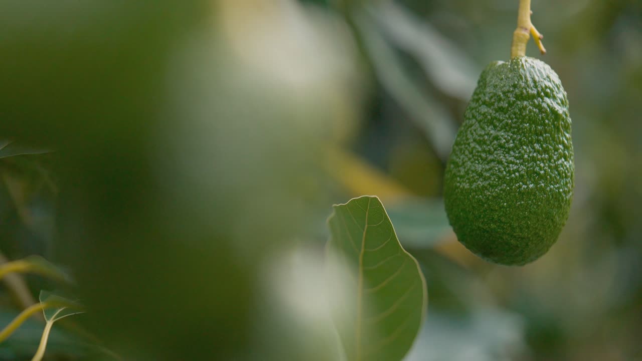 un montón de aguacates orgánicos colgando de un árbol tropical verde a la luz del sol