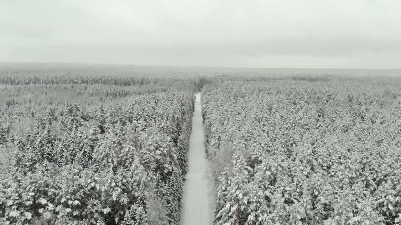 라트비아 동쪽의 눈 덮인 숲_ snow_tree_winter_coldwinter_beautifulwinter_droneshots