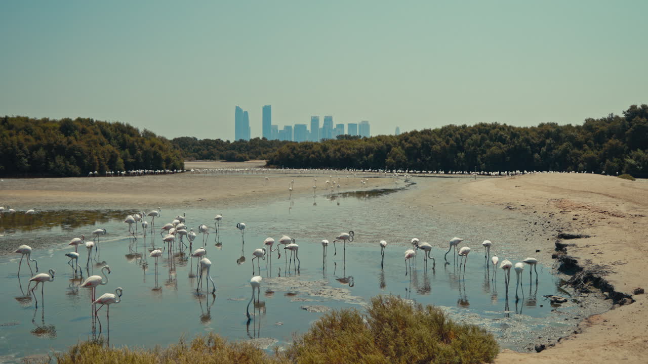 Flamingos in a Wetland with Cityscape in the Background