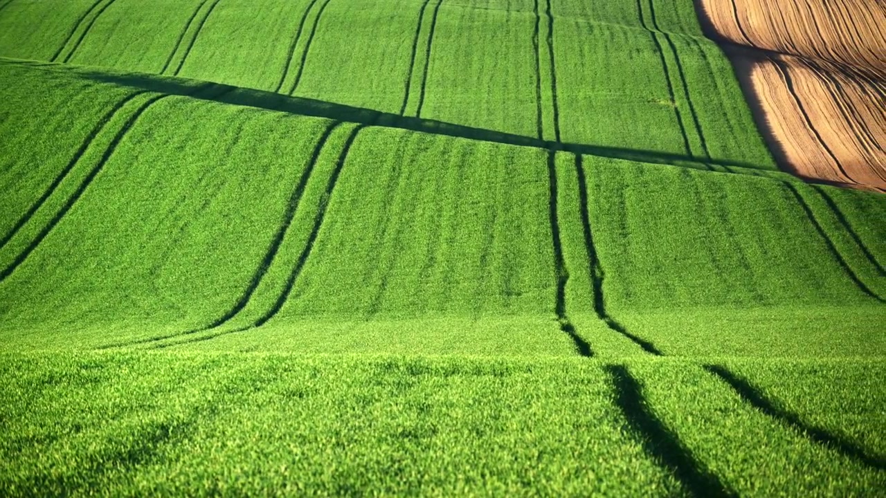 View of wavy green fields with curving tractor lines and a strip of ploughed soil, South Moravia, Czech Republic