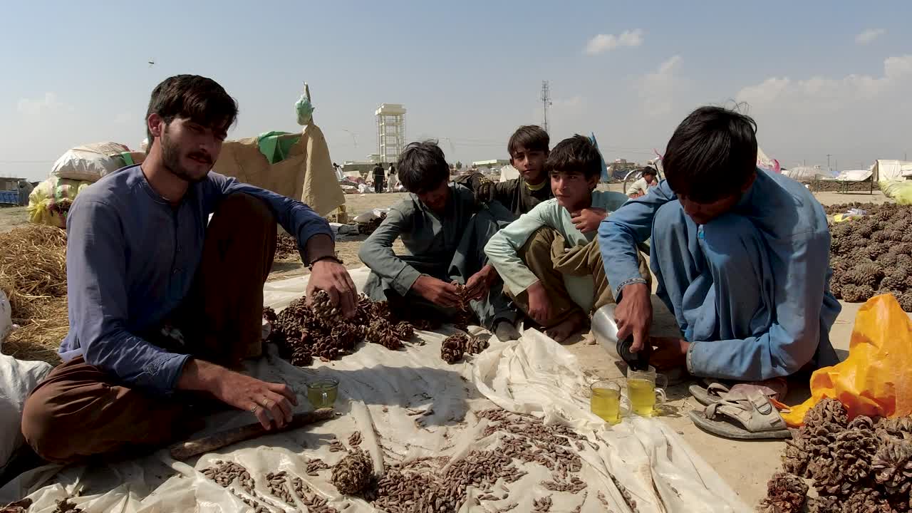 소나무 견과류와 함께 녹색 차