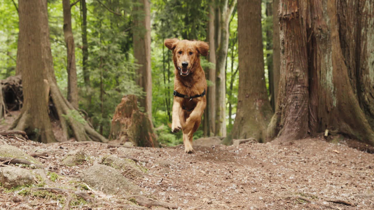 cachorro golden retriever corriendo por un sendero en un bosque