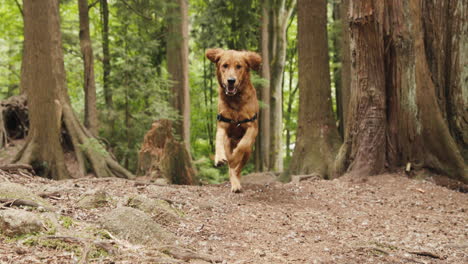 golden retriever puppy running through a trail in a forest