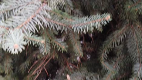 Pine-tree-branches-close-up-slow-motion