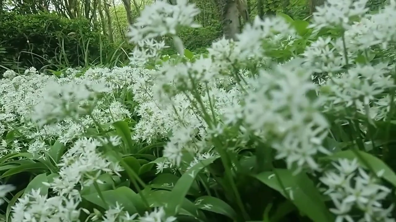 Blanket of aromatic white garlic flowers and close up foliage cover on peaceful woodland forest floor