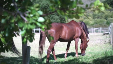 toma de enfoque de seguimiento suave de hojas verdes a un caballo marrón pastando en la distancia