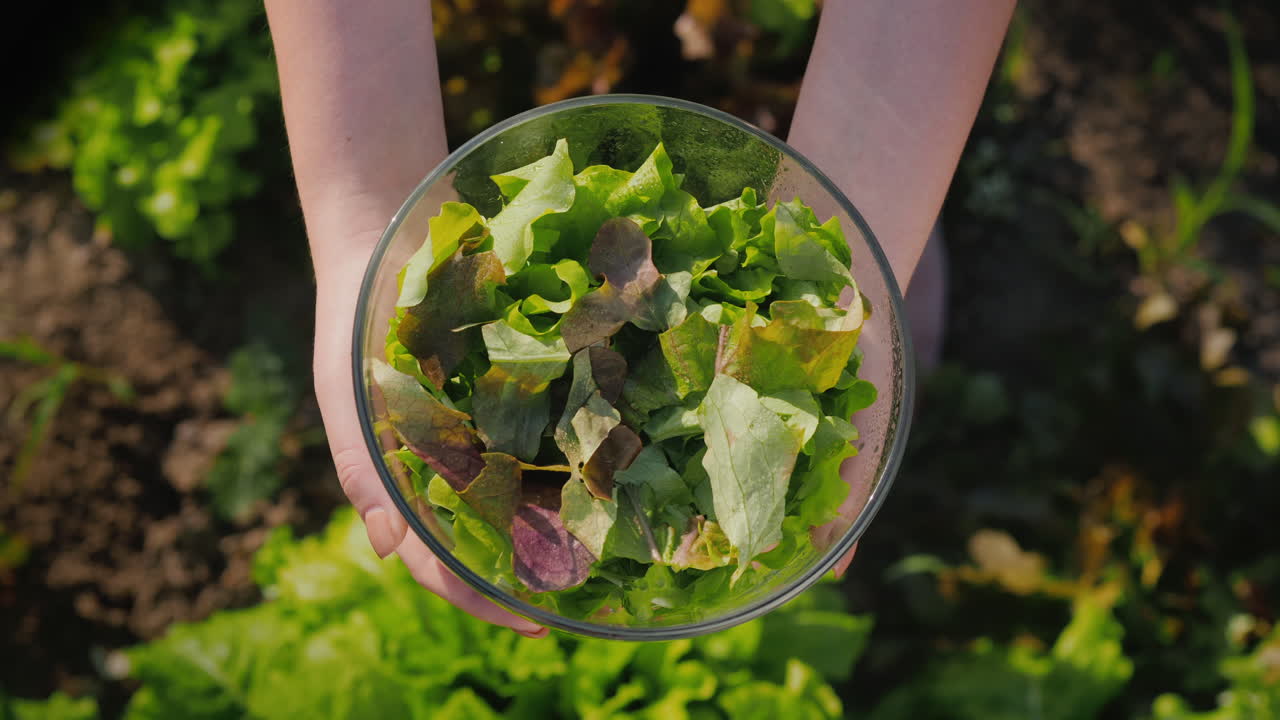 una mujer sostiene un plato de lechuga sobre el huerto donde crece