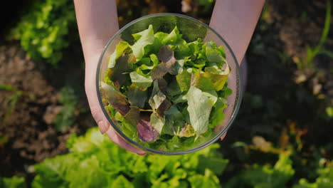 una mujer sostiene un plato de lechuga sobre el huerto donde crece