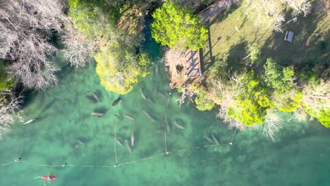 aerial descent of manatee herd in manatee zone natural spring