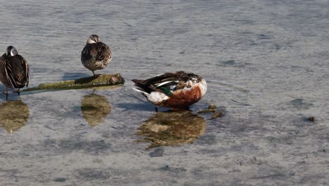 Cuchareta-Macho-Del-Norte-Acicalándose-Cerca-De-Dos-Gallinas-Dormidas-En-Aguas-Dulces-Poco-Profundas-A-Lo-Largo-De-La-Costa-De-Texas-En-Invierno