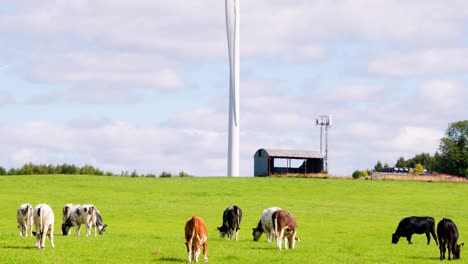 dairy cows graze on a lush green field with wind turbines and farm buildings in the background, under bright daylight with smooth camera pan