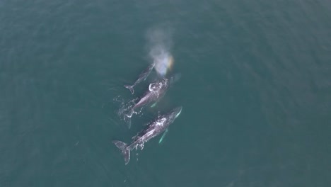 aerial: humpback whales surfacing and breathing air from blowhole in ocean