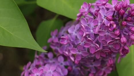 hojas verdes y flores lilas violetas, fondo de primavera natural