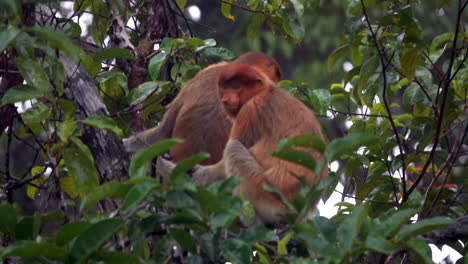 un mono probóscide se sienta en un árbol