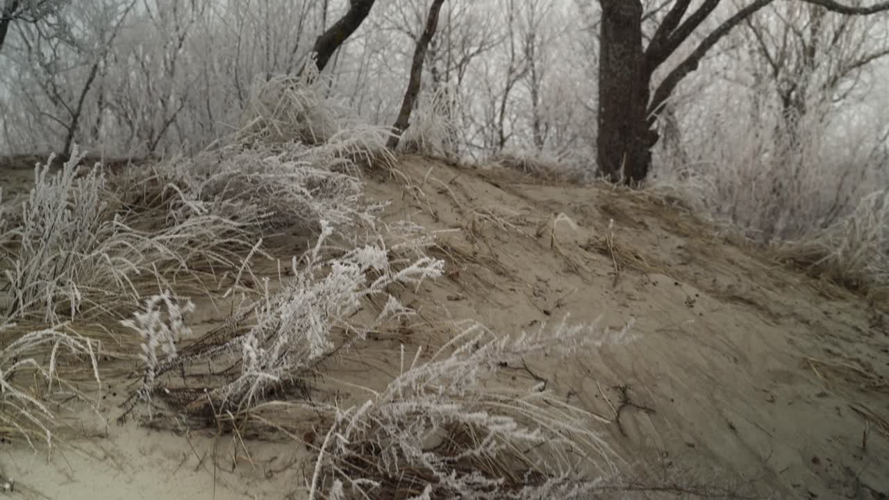 해변의 모래에 얼어붙은 풀, 안개 날, 얼어붙는 나무