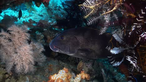 giant sweetlips fish hiding below reef