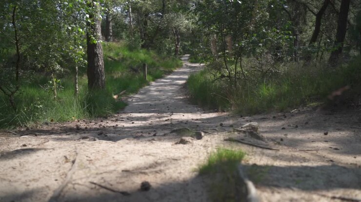 Inquadratura a piedistallo che rivela un sentiero sabbioso che si snoda attraverso un bosco erboso da terra, Kalmthoutse Heide, Belgio