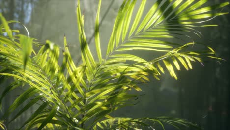 bright light shining through the humid misty fog and jungle leaves