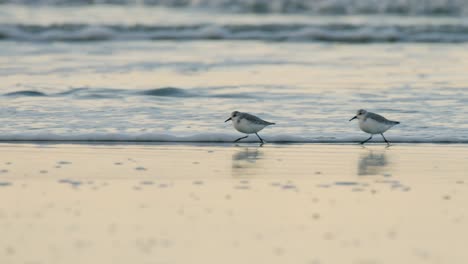 shorebirds on the beach at sunrise/sunset