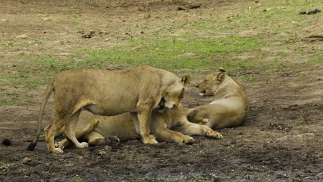 lioness caresses male and invites him to copulate