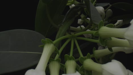 pullback revealing shot of cluster of madagascar jasmine flower buds in spring