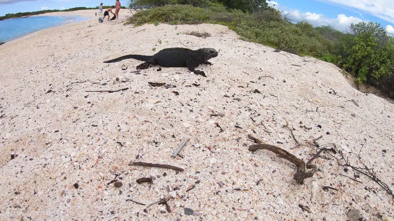 Musta iguaani seisoo valkoisella hiekkarannalla Galapagossaarilla. Sitä ympäröivät vihreät kasvit. Ranta, turistit, sininen taivas ja pilvet taustalla.